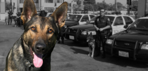 anaheim volunteer medical k9